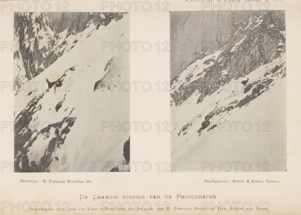 Un Chamois surpris par un Photographie, Two images of a chamois in the snow, page, photomechanical