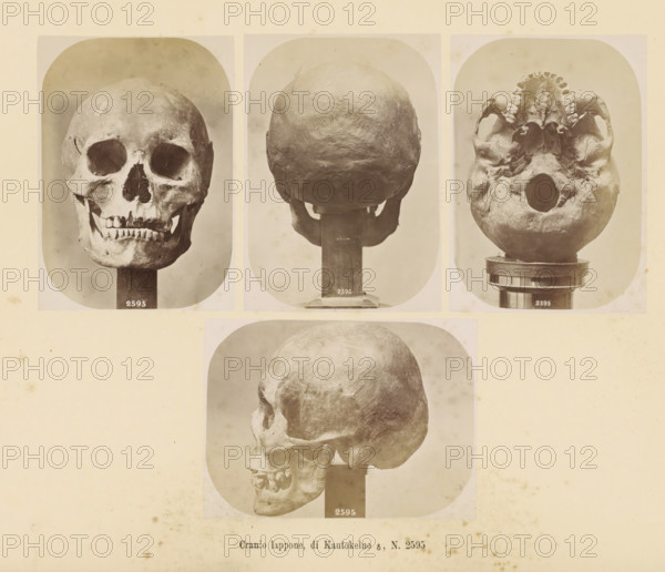 Four images of a Sami male skull, Cranio lappone, di Kautokeino ?, No. 2595, page, Top left a front
