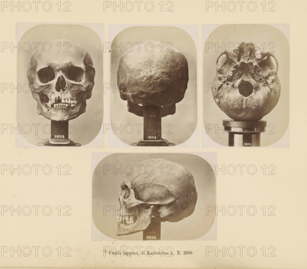 Four images of a Sami male skull, Cranio lappone, di Kautokeino ?, No. 2608, page, Top left a front