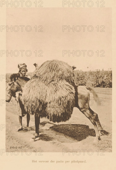 The transport of paddy by pikol horse, A loaded horse, page, photomechanical print, maker: