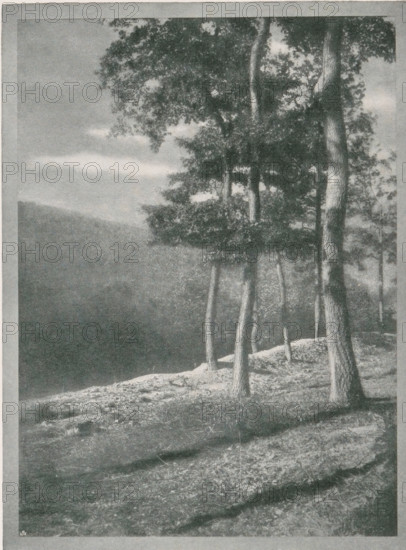 Eichen, Landscape with oak trees, page, photomechanical print, monogram: 'BX', photographer: