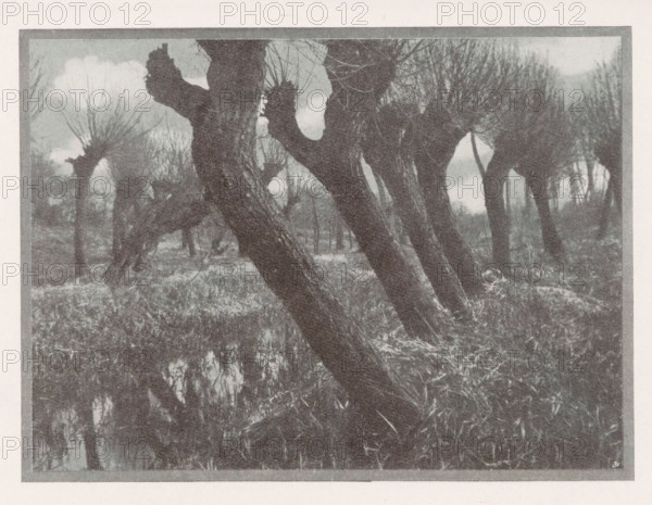 Weiden im vorfrühling, Landscape with willows, page, photomechanical print, monogram: 'BX',