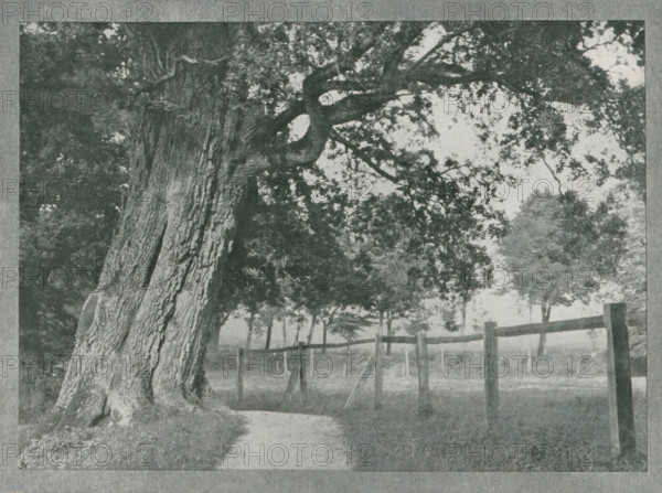 Baum study (Burg Schlitz), Landscape near Burg Schlitz, page, photomechanical print, inscription: