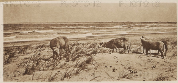 Im fernen west Dänemarks, Four sheep in the dunes by the sea, page, photomechanical print,