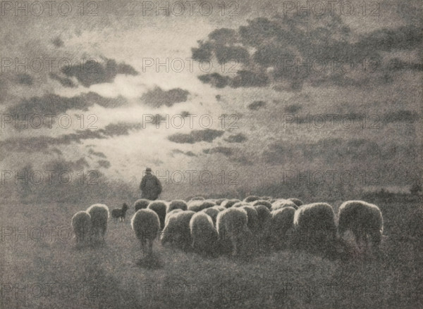 Shepherd with flock and dog, Evening, page, photomechanical print, photographer: Léonard Misonne,