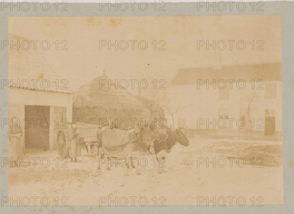 Farmer and farmer's wife with a cart pulled by two cows, photograph, page, c. 1888 - in or before