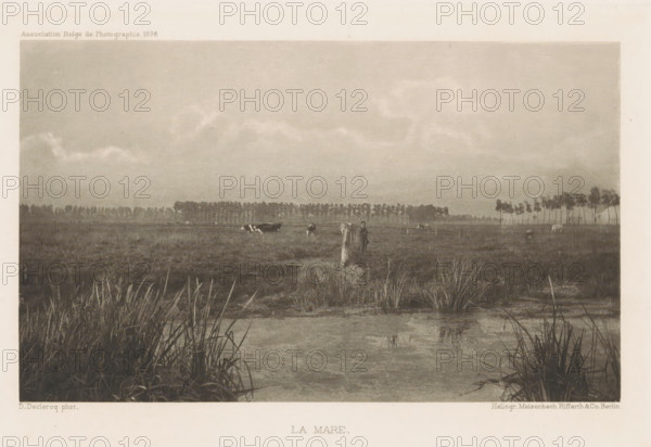 La mare, Cows in the meadow, page, photomechanical print, photographer: Désiré Declercq, cliché