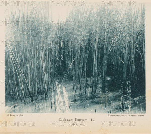Hollow Pipe, Equisetum Limosum. L. Belgique, page, photomechanical print, inscription: 'Bull. Soc.