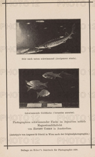 Two shots of fish in an aquarium, page, photomechanical print, inscription: 'Beilage zu Eder's