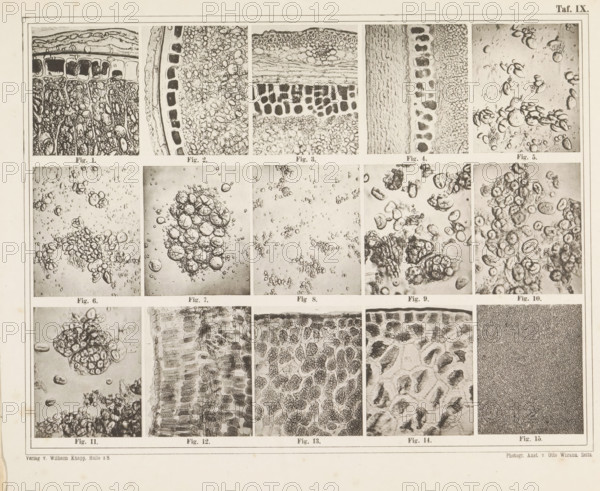 Sheet with microscopic images of the cell structure of fifteen types of flour and starch, page,