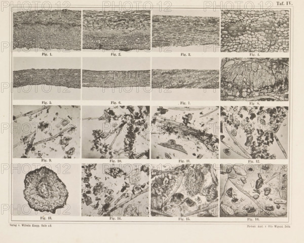 Sheet with sixteen microscopic images of cinnamon, page, photomechanical print, number: 'Taf. IV.',
