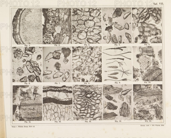 Sheet with fifteen microscopic images of the cell structure of pepper, saffron and cardamom, page,