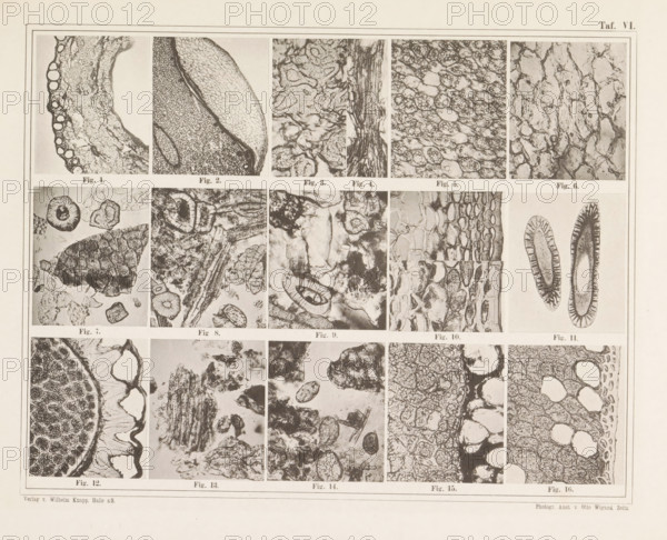 Sheet with sixteen microscopic images of the cell structure of allspice, chilli, mace and nutmeg,