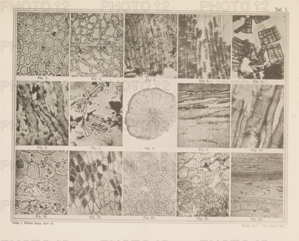 Sheet with fifteen microscopic images of the cell structure of coffee and coffee substitutes, page,