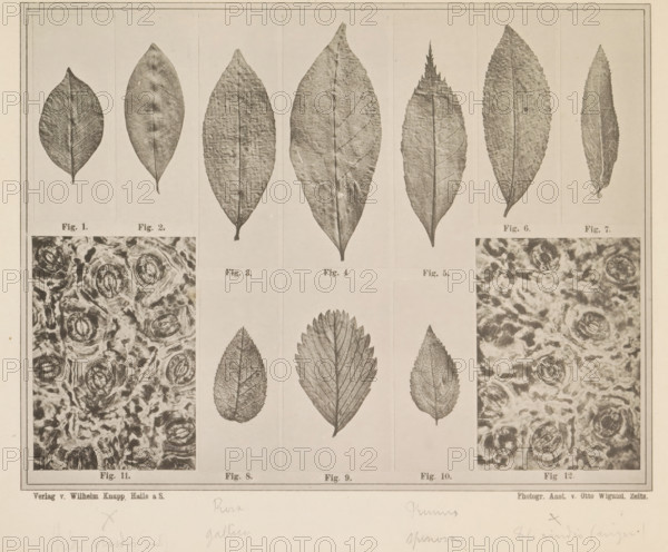 Sheet with fifteen images and microscopic images of tea leaves and other leaves for making tea,