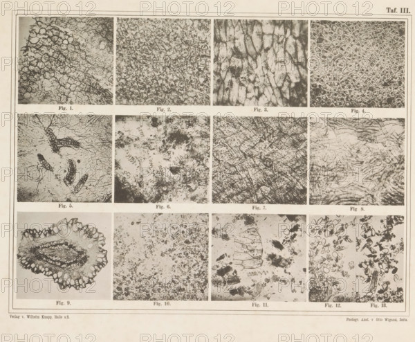 Sheet with thirteen microscopic images of cocoa, page, photomechanical print, number: 'Taf. III.',