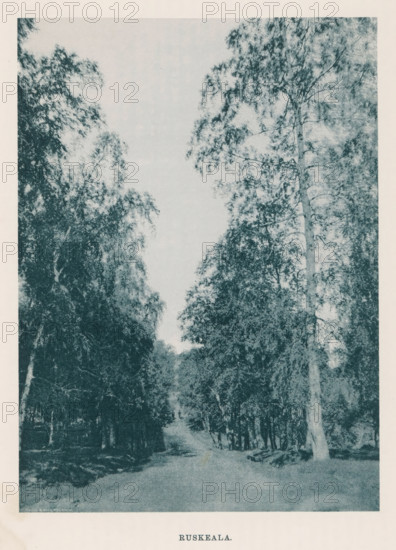 Buskeala., View of a path through a forest, page, photomechanical print, photographer: Impi