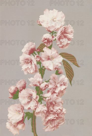 Cherry blossom, page, photomechanical print, photographer: attributed to Kazumasa Ogawa, Japan,