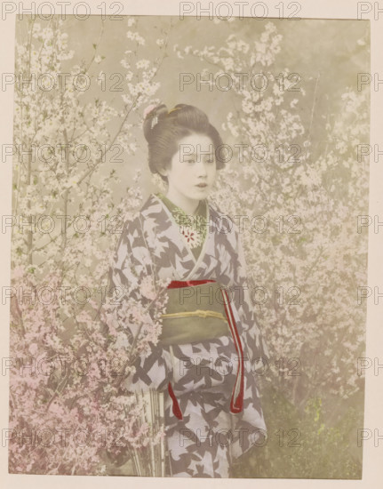 Portrait of a geisha among cherry blossoms, photograph, page, photographer: attributed to Kazumasa