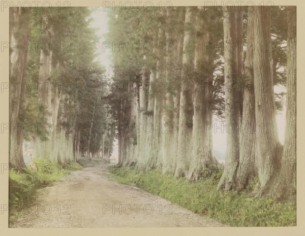 Road to Nikko with Japanese cedars, photograph, page, Japan, c. 1887 - in or before 1897,