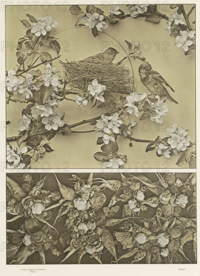 Two areas with apple blossoms, birds and vegetables, page, photomechanical print, number: '84.',
