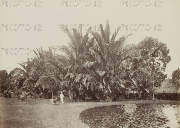 Saga Palms, Bot. Garden, Man posing in front of sago palms in the botanical garden of (presumably)