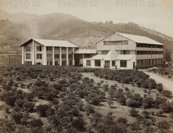 View of buildings and plantation of the Peradeniya tea factory in Ceylon, album page, photograph,