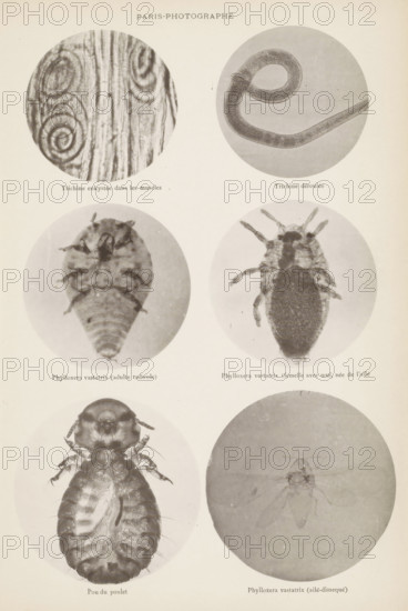 Overview of microscopic enlargements, page, photomechanical print, Top two hairworms, middle two