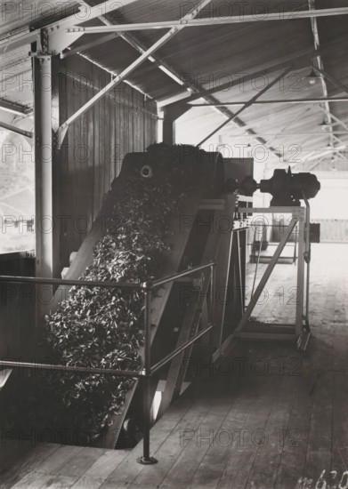 Conveyor belt, photograph, Wet leaf conveyor belt at the Pasir Randoe tea factory on Java. Part of