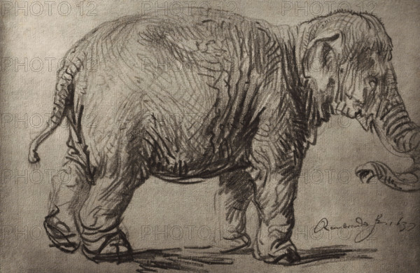 Photo reproduction of a drawing by Rembrandt (elephant), photograph, publisher: Adolphe Braun & Cie
