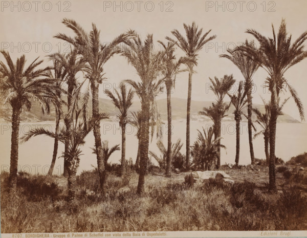 Palm trees near Bordighera and view of the Bay of Ospedaletti, Italy, Gruppo di Palme di Scheffel