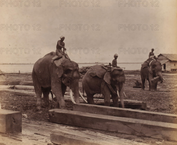 Working elephants in timber yards, Yangon, Myanmar, album cover, photograph, Three working