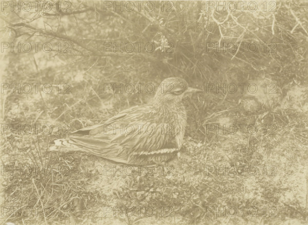 Grill on its nest in Jachtduin in Bloemendaal, Curlew on nest, Jachtduin in Bloemdaal May 17, 1906,