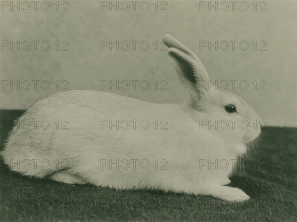 Animal study of a rabbit, photograph, photographer: attributed to Richard Tepe, Netherlands, c.