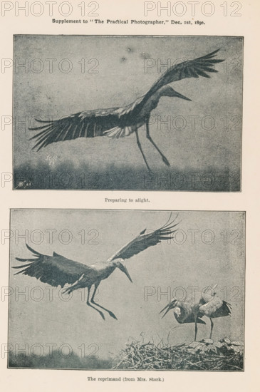 The Reprimand (from Mrs. Stork.), Preparing to Alight, Two stages of a stork's flight, page,