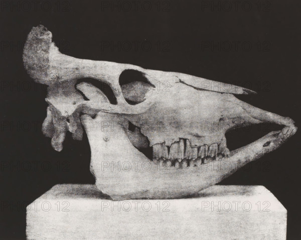 TÊTE DE BOEUF. (PROFIL) 2, 5 nature, Skull of a bovine, in profile, page, photomechanical print,