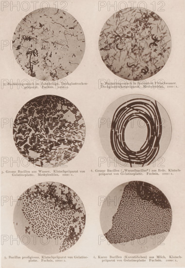 Six microscope images of bacteria and bacilli, page, photomechanical print, number: 'Tafel I.',