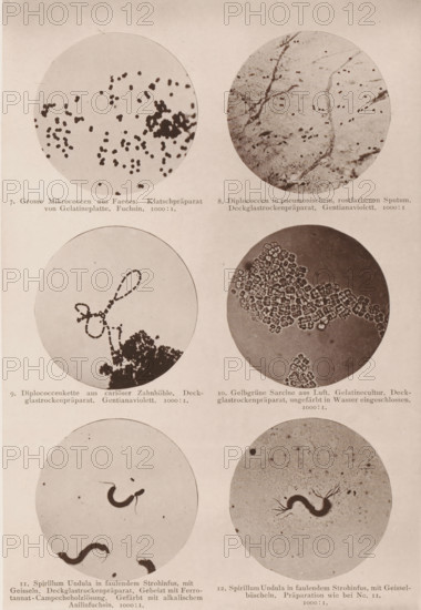 Six microscope images of bacteria and eubacteria, page, photomechanical print, number: 'Tafel II.',