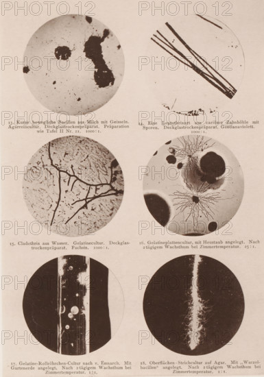 Six microscope images of bacteria, eubacteria and bacilli, page, photomechanical print,