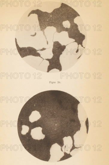 Two microscope images of spoilage bacteria, page, photomechanical print, number: 'Table XII. Figur