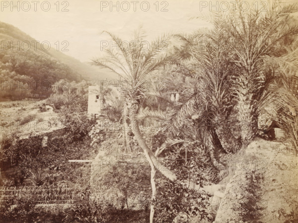 Landscape with palm trees and hills, photograph, Part of a French artist's album., c. 1880 - c.