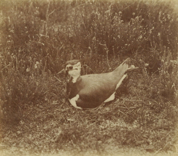 Bird on heath, photograph, mark: 'T&M = Trapp & Münch', photographer: Richard Tepe, Netherlands, c.