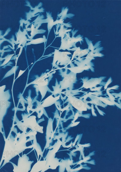 Plant (Blossoms from Bush, Savannah, Ga.), photograph, photographer: attributed to Bertha E.
