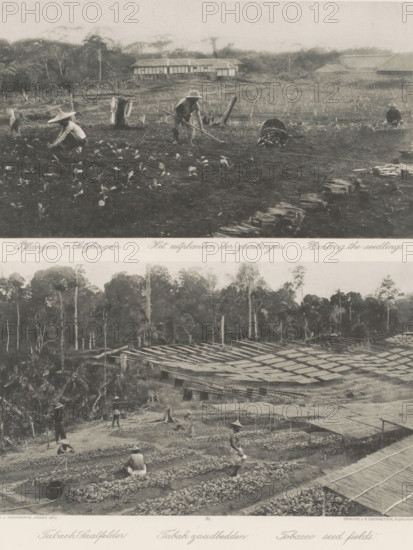 Planting seedlings (above) and tobacco seed beds (below) on Sumatra, The planting of the seedlings