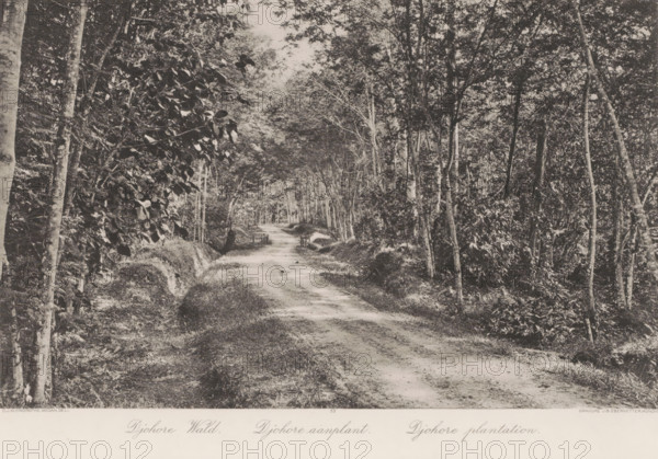 Path through plantations on Sumatra, Djohore plantations, photomechanical print, Part of Album with