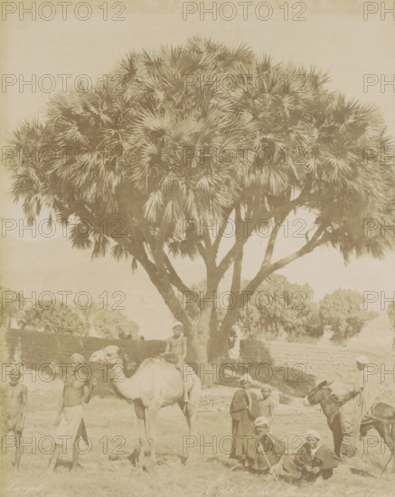 Men, children and pack animals in front of a Doum palm in Egypt, L'arbre Doum à la Aute Egypt,