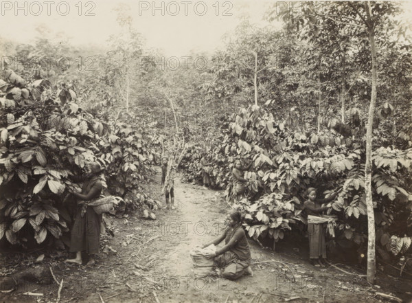 Women at work on a plantation in the Dutch East Indies, photograph, Part of Travel Album with Forty
