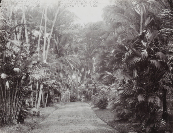 Avenue in the National Botanical Garden in Buitenzorg, Botanical Garden, Buitenzorg., album page,