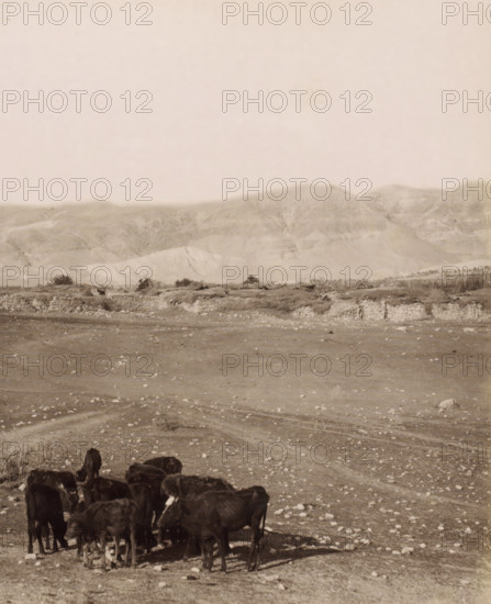 View of Jericho from the plain, the Jordan Hotel on the left, children with a flock in the