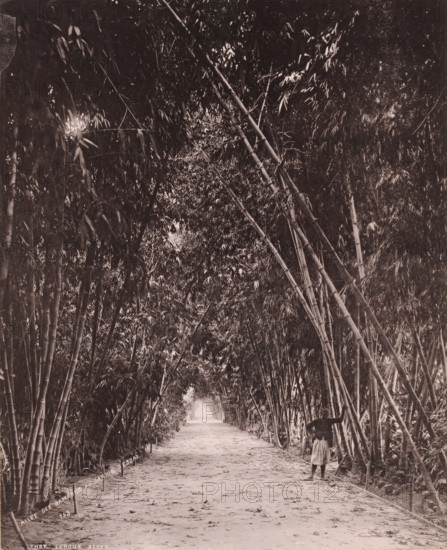 Bamboo avenue in the Jardin d'Essai du Hamma in Algiers, Allée des Bambous au Jardin d'Essai,